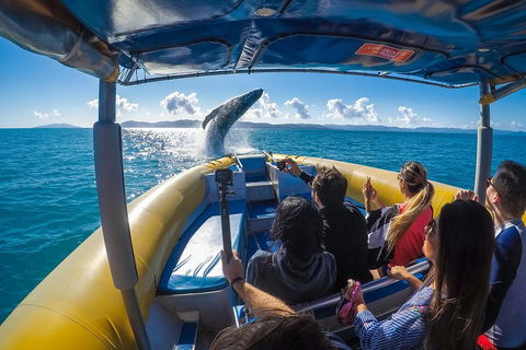 Ocean Rafting Tour To Whitehaven Beach, Hill Inlet Lookout & Top Snorkel Spots - Accommodation Sydney 4