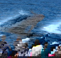 Tangalooma Island Resort Whale Watching Day Cruise - Sydney 4u