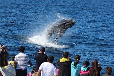 Tangalooma Island Resort Whale Watching Day Cruise - Sydney 4u 0