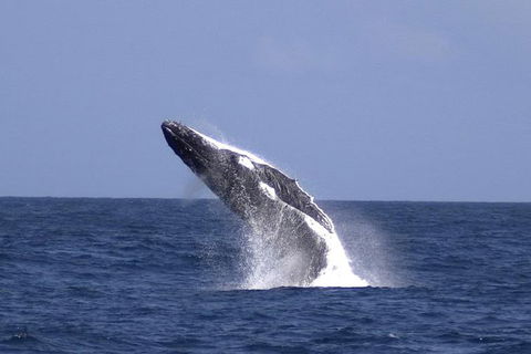 Tangalooma Island Resort Whale Watching Day Cruise - Sydney 4u 4