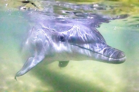 Tangalooma Island Resort Whale Watching Day Cruise With Dolphin Feeding - Sydney 4u 0