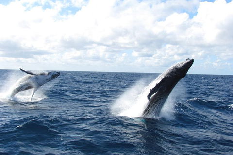 Tangalooma Island Resort Whale Watching Day Cruise With Dolphin Feeding - Sydney 4u 1