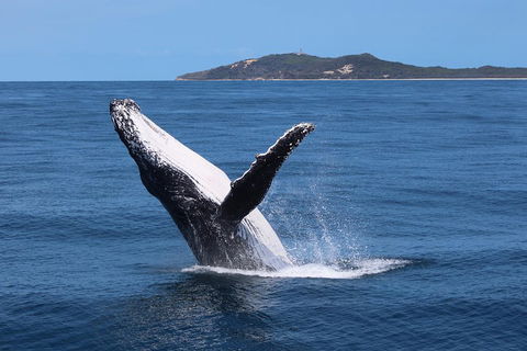 Tangalooma Island Resort Whale Watching Day Cruise With Dolphin Feeding - Sydney 4u 3