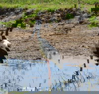 Darwin to Kakadu Day Trip by Air Including Yellow Water Cruise - Sydney 4u