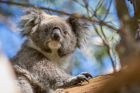 Phillip Island Penguin And Koala Highlights Day-Trip From Melbourne - Accommodation Sydney 2