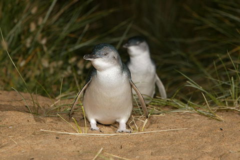 Phillip Island Penguin And Koala Highlights Day-Trip From Melbourne - Accommodation Sydney 3