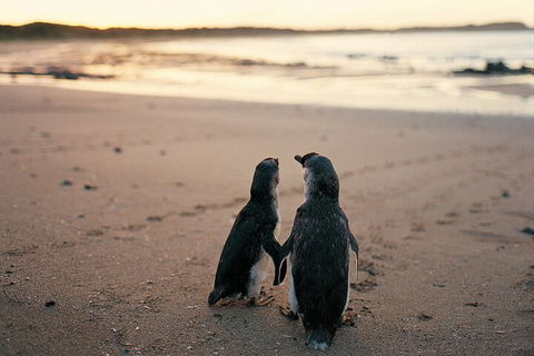 Phillip Island Penguin And Koala Highlights Day-Trip From Melbourne - Accommodation Sydney 4