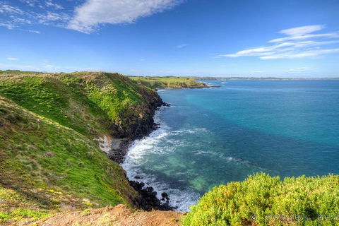 Phillip Island Penguin And Koala Highlights Day-Trip From Melbourne - Accommodation Sydney 5