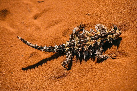 Pinnacles Sunset Dinner And Stargazing Experience A Small Group Tour - Sydney 4u 5