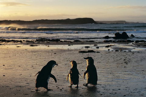 Small-Group Phillip Island Day Trip From Melbourne With Penguin Plus Viewing - Sydney 4u 2