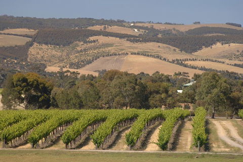 McLaren Vale And Glenelg Wine Tasting And Sightseeing (Half-day Afternoon) - Sydney 4u 2