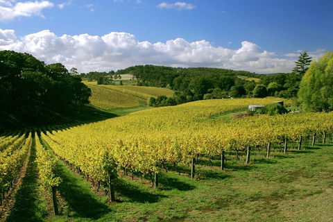 McLaren Vale And Glenelg Wine Tasting And Sightseeing (Half-day Afternoon) - Sydney 4u 4