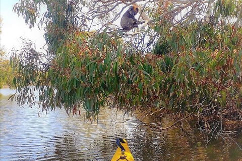 Kangaroo Island Self-Guided Kayaking On The Harriet River - Sydney 4u 4