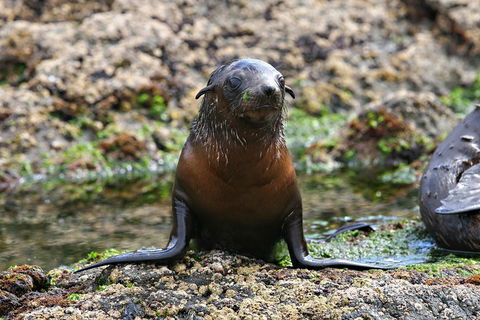 Phillip Island Seal-Watching Cruise - Accommodation Sydney 0