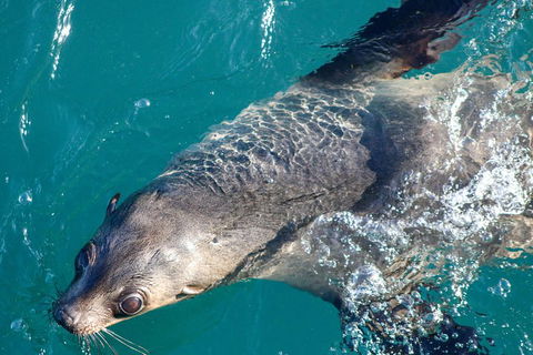 Phillip Island Seal-Watching Cruise - Accommodation Sydney 3