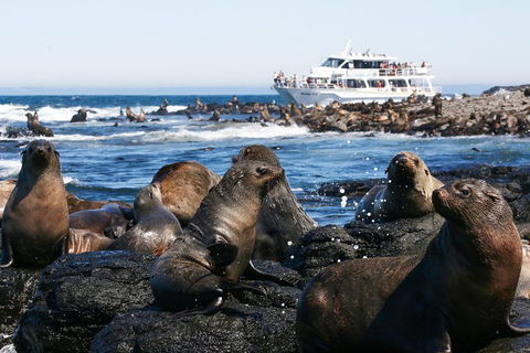 Phillip Island Seal-Watching Cruise - Accommodation Sydney 5