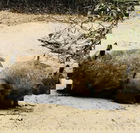Phillip Island Penguin Parade Brighton Bathing Boxes and Wildlife Park Tour - Sydney 4u