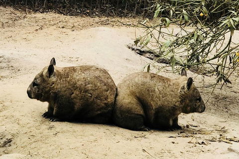 Phillip Island Penguin Parade, Brighton Bathing Boxes And Wildlife Park Tour - Sydney 4u 0