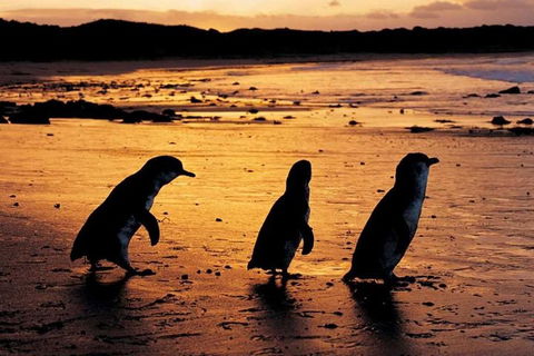 Phillip Island Penguin Parade, Brighton Bathing Boxes And Wildlife Park Tour - Sydney 4u 1