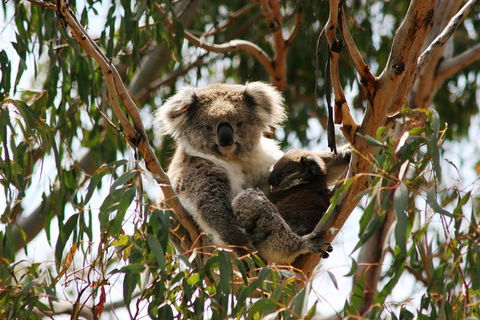 Phillip Island Penguin Parade, Brighton Bathing Boxes And Wildlife Park Tour - Sydney 4u 4