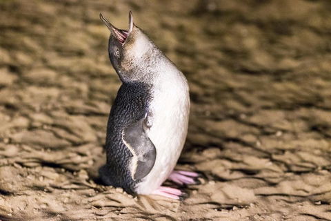 Phillip Island Penguin Parade, Brighton Bathing Boxes And Wildlife Park Tour - Sydney 4u 5