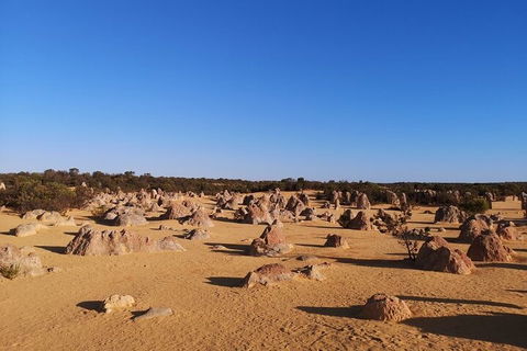 Pinnacles Day Trip From Perth Including Yanchep National Park - Sydney 4u 3