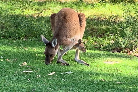 Pinnacles Day Trip From Perth Including Yanchep National Park - Sydney 4u 4