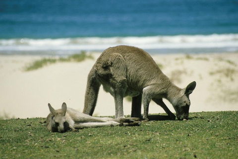 Great Ocean Road Highlights Tour - 2 Days, 1 Night - Sydney 4u 2