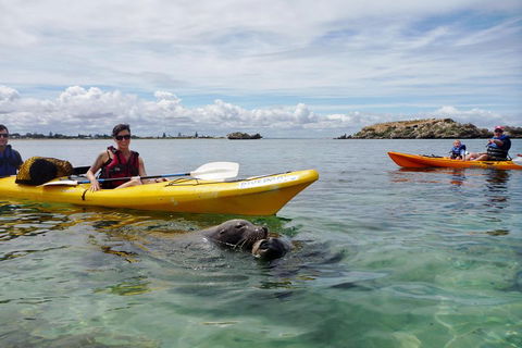 Seal Island And Penguin Island Or Point Peron Sea Kayak Tour - Accommodation Sydney 0
