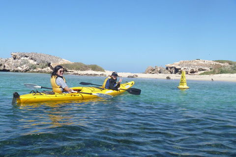 Seal Island And Penguin Island Or Point Peron Sea Kayak Tour - Accommodation Sydney 3