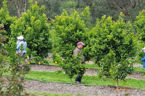 Dandenong Ranges And Rayners Orchard Tour From Melbourne - Sydney 4u 2