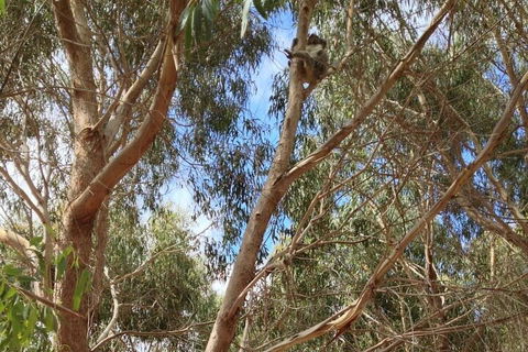Kangaroo Island 4WD Tour - Best Of KI In 2 Days - Accommodation Sydney 0