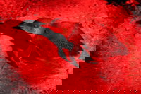 Small-Group Kangaroo Island 4WD Night Tour, North Cape