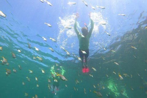 Manly Snorkel Trip And Nature Walk With Local Guide - Accommodation Sydney 0