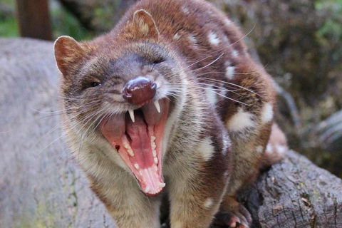 After Dark Tasmanian Devil Feeding Tour At Cradle Mountain - Sydney 4u 0
