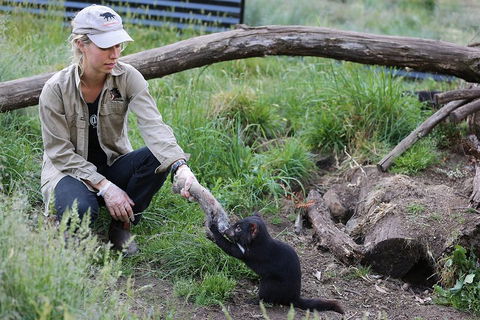 After Dark Tasmanian Devil Feeding Tour At Cradle Mountain - Sydney 4u 1