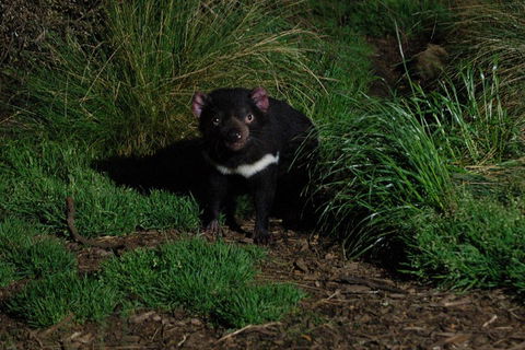 After Dark Tasmanian Devil Feeding Tour At Cradle Mountain - Sydney 4u 4