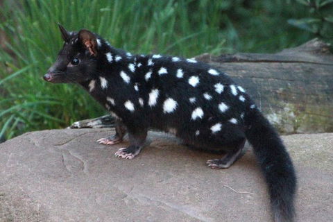 After Dark Tasmanian Devil Feeding Tour At Cradle Mountain - Sydney 4u 5