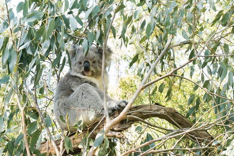 Ultimate Reverse Direction - 12 Apostles, Great Ocean Road - Small Group Tour - Sydney 4u 5