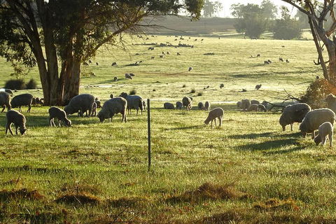 The Big Wave Rock (Private) Day Tour - Accommodation Sydney 1