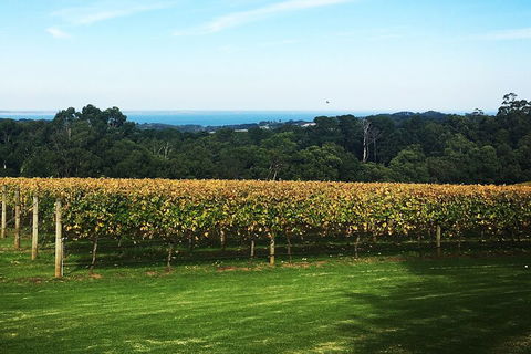 Yarra Valley Wine Tour Inc Lunch With A Glass Of Wine, Tastings And Chocolate - Accommodation Sydney 2