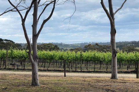 Yarra Valley Wine Tour Inc Lunch With A Glass Of Wine, Tastings And Chocolate - Accommodation Sydney 3