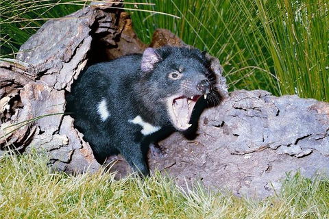 Private Blue Mountains Tour With Kangaroo And Koala Experience - Sydney 4u 0