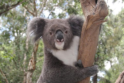 Private Blue Mountains Tour With Kangaroo And Koala Experience - Sydney 4u 2