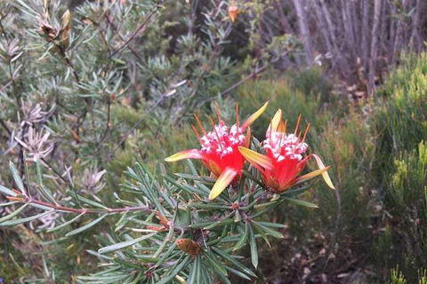 Private Blue Mountains Tour With Kangaroo And Koala Experience - Sydney 4u 4