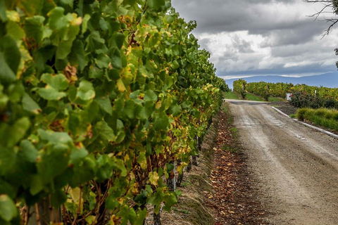 Yarra Valley Public Winery Tours - Sydney 4u 2