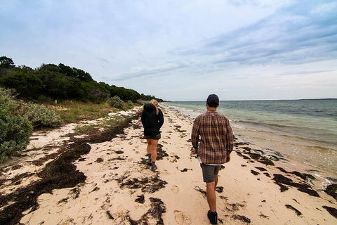 Phillip Island And French Island Wildlife Expedition - Sydney 4u 1