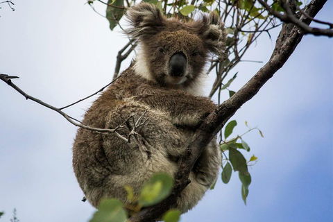 Phillip Island And French Island Wildlife Expedition - Sydney 4u 3