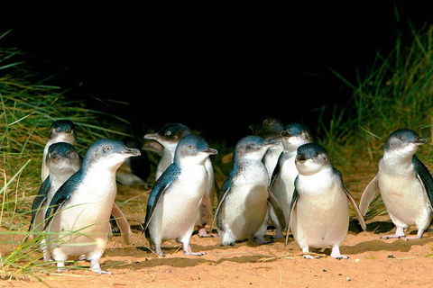 Phillip Island Penguins Private Tour - Accommodation Sydney 0