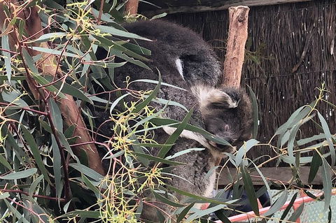 Phillip Island Penguins Private Tour - Accommodation Sydney 2